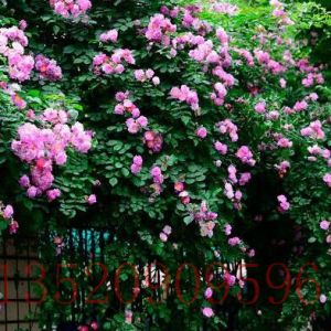 北京苗木果树蔷薇