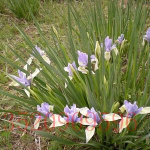 朝阳苗木花卉批发马莲